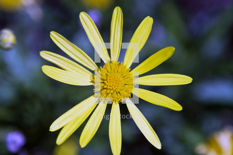 Yellow flower in garden 