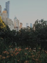flowers in a city park and view of skyscrapers 