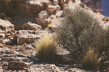 dry desert ground cover 