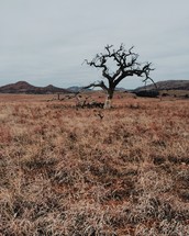 lone bare tree in a field 