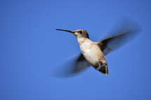 flying hummingbird 