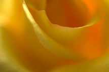 yellow rose closeup 