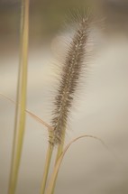 tops of grasses