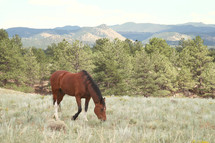 horse grazing on a mountain pasture 