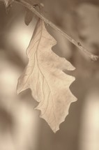 fall leaf on a branch 