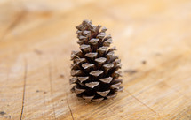 pine cone on wood 