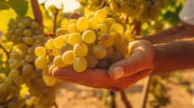 Hand touch Bunches of white wine grapes vineyard. AI Generative