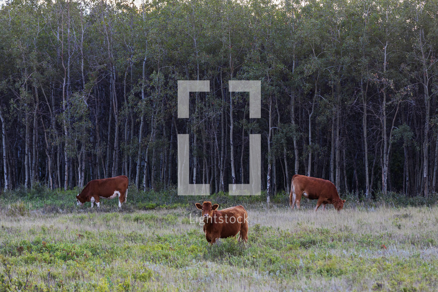 cows in a pasture 