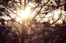 sunlight shining through a pine tree