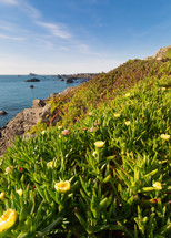 Ice plant flowers along a shore 