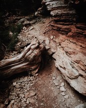 fallen tree on a mountainside 