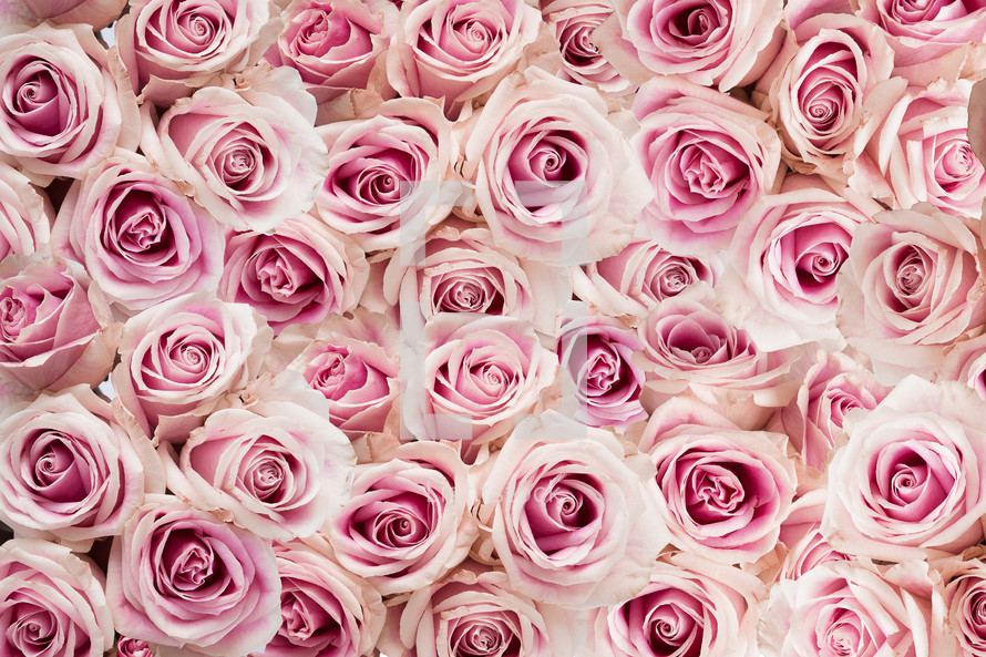 pink roses background 