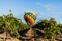 Hot air balloon landing in grape vineyard with two additional balloons in background napa valley California harvest wine