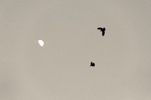 doves in flights and the moon