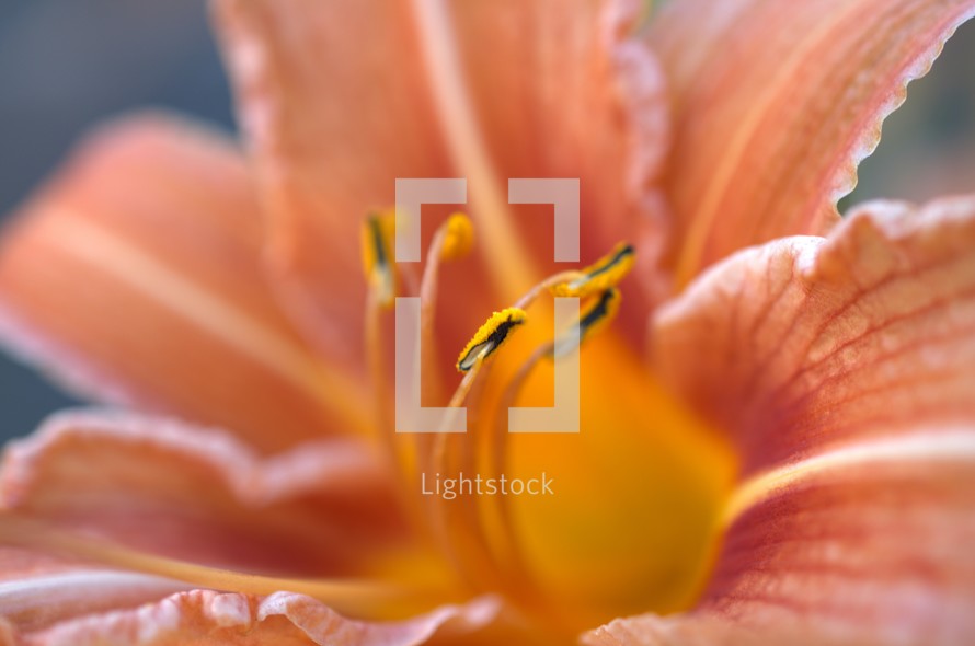 orange lily in bloom 