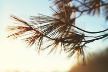 pine needles on a tree at sunrise 