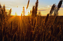 a field of golden wheat 