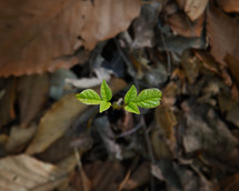 sprouting weed in fall leaves 