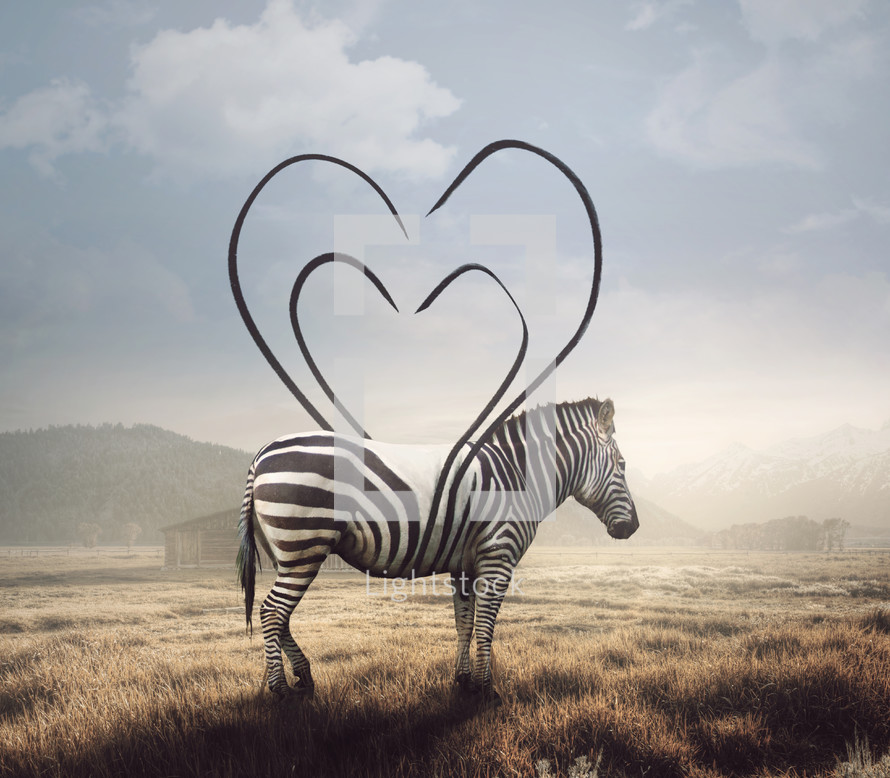 A surreal image of a zebra and its stripes making a heart shape.
