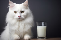 White cat seated in a studio, encircled by professional lighting equipment with a glass of milk beside it