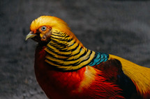 colorful hen 