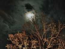 tree branches and clouds in sky under moon light 