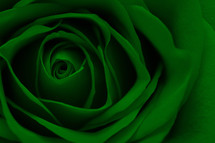 green rose closeup 