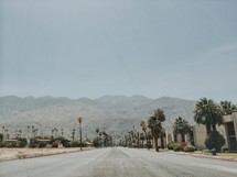 a road in a suburb lined with palm trees