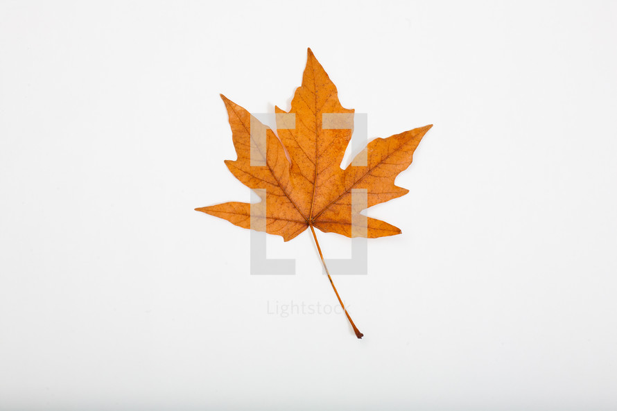 fall leaf on a white background