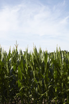 Wispy clouds over a corn field