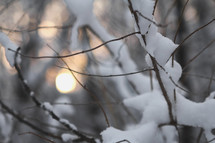 Sun shining through snow covered branches