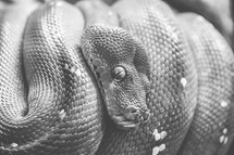 python 