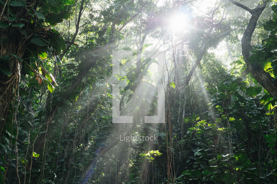 sunlight shining into a jungle 