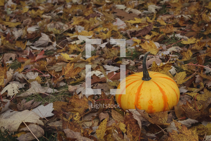 pumpkin in fall leaves 