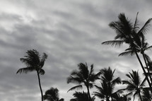 tops of palms trees 