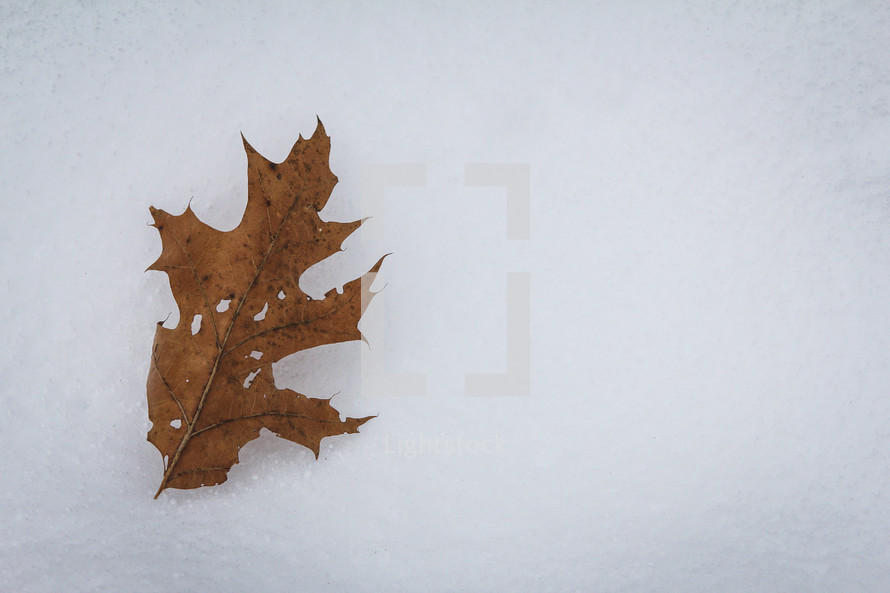 brown leaf on a white background 