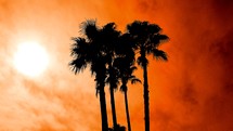 palm tree silhouettes against an orange glowing sky at sunset. 