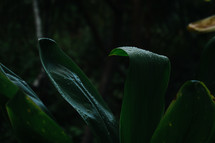 wet tropical plants 