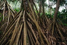 jungle tree roots 
