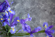 purple irises on a slate gray background 