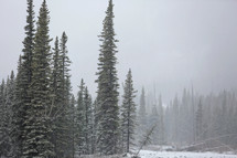a misty snowy day in the mountains with forest trees