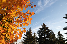 orange autumn leaves against a blue sky 