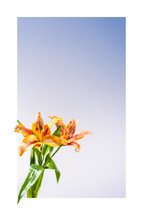 framed lilies 