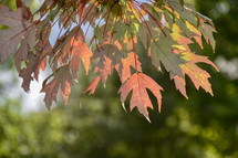 leaves changing color in September 