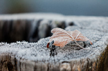 frost on a leaf and tree stump