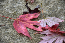 red fall leaves on concrete 