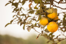 oranges on a tree 