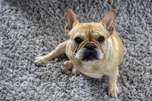 french bulldog portrait 