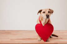 a dog with a paper heart around its neck 