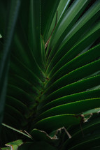tropical plants in a jungle 